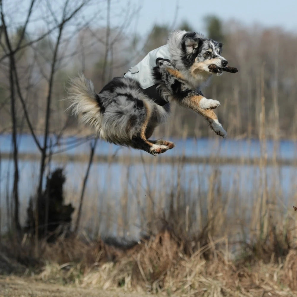 "Tiere: 20°C und mehr. Hunde leiden unter Hitzestress. canicool hilft."
