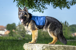 Kühlwesten für Hunde mit konstanter 21°C (Bio PCM)